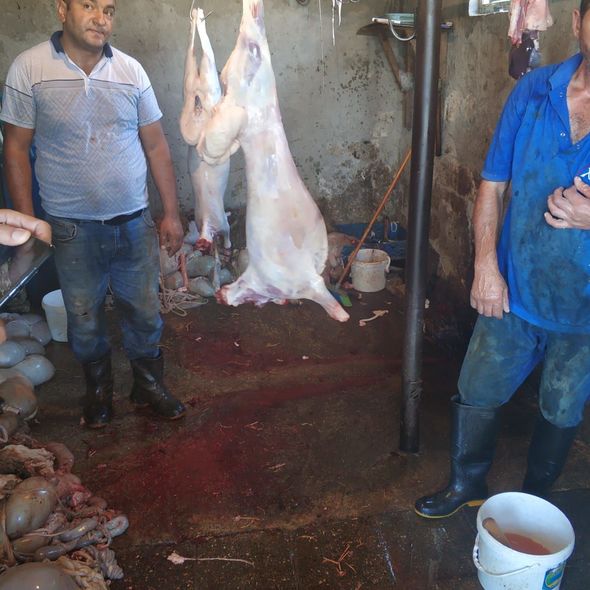 Polis qurbanlıq heyvanların satışının həyata keçirildiyi ərazilərdə reyd keçirdi - FOTO