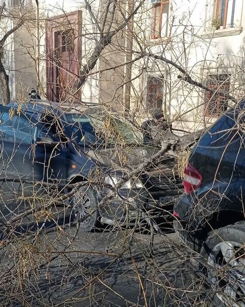 Bakının mərkəzində külək ağacı aşırdı: 2 maşın zədələndi - FOTO
