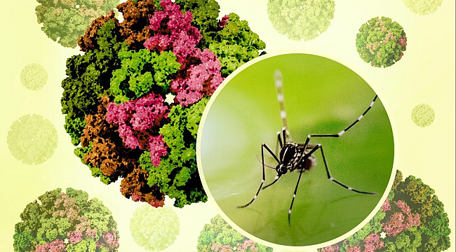 Çində yeni virus qapanmalara səbəb olub: Azərbaycanda yayıla bilərmi? - XƏBƏRDARLIQ