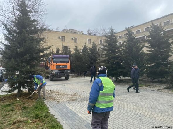 Yasamalda ağaclar niyə köçürülür? - Nazirlikdən CAVAB + FOTO