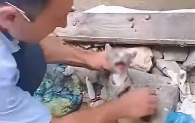Pişiyə rəhmsizlik edən şəxs məsuliyyətə cəlb olundu – FOTO