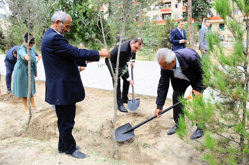 Naftalanda Anım Günü ilə əlaqədar ağacəkmə aksiyası keçirilib - FOTOLAR