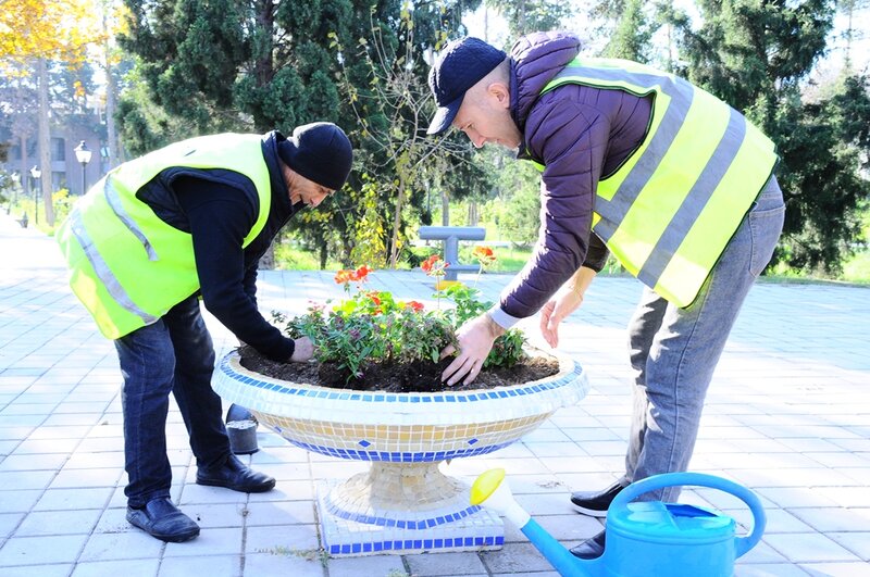 Naftalanda Yaşıllaşdırma işləri davam edir - FOTOLAR