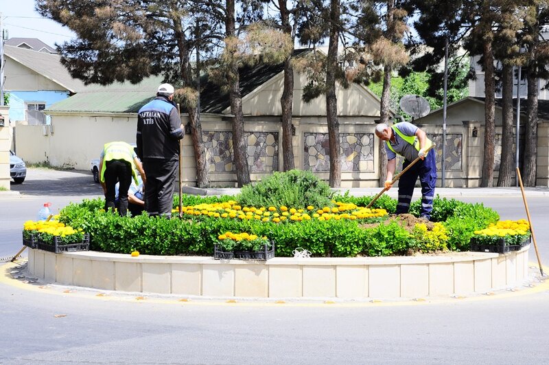 Naftalanda yaşıllaşdırma işləri davam etdirilir - FOTOLAR