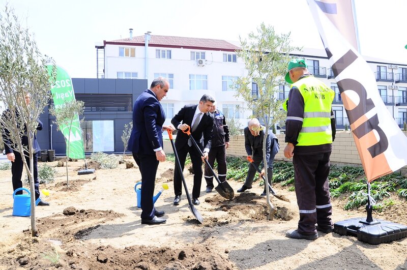 Naftalanda yaşıllaşdırma işləri davam etdirilir - FOTOLAR