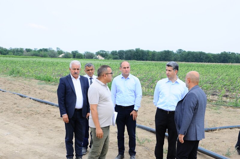 İcra başçısı yeni salınmış intensiv meyvə bağı ilə tanış oldu - FOTOLAR