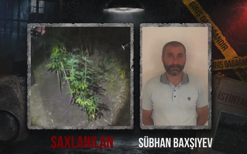 Ağsuda dağlıq ərazidə çətənə kolu əkən şəxs saxlanıldı