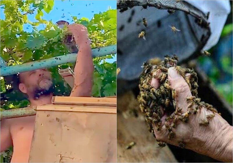Arıçı yalın əllə vəhşi arıların pətəklərini topladı – VİDEO