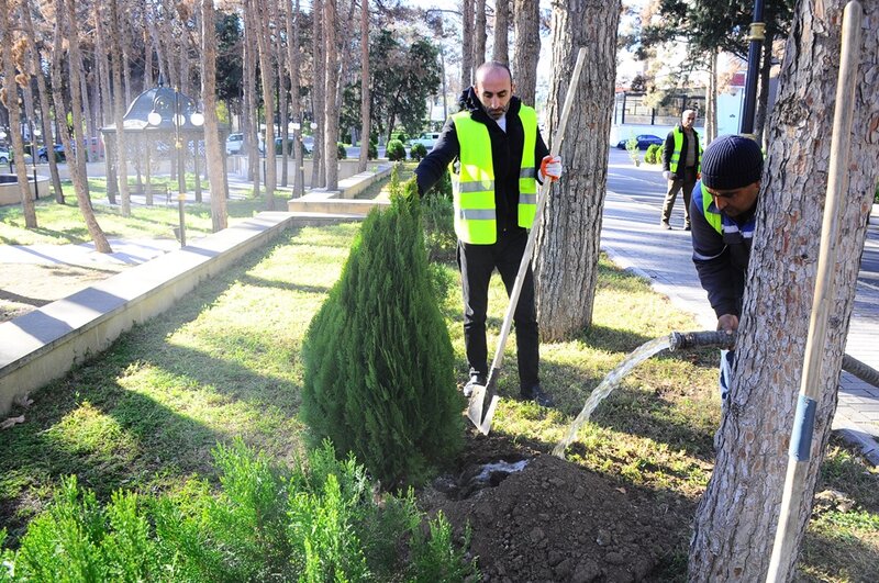 Naftalanda Yaşıllaşdırma işləri davam edir - FOTOLAR