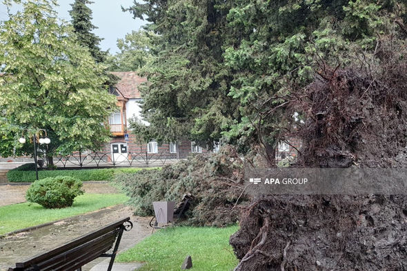 Qaxda güclü külək istirahət parkında ağacları aşırdı - FOTO