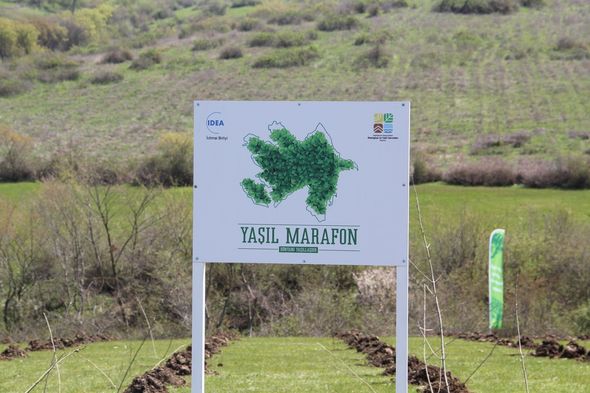 "Yaşıl Marafon" layihəsi üzrə ağacəkmə aksiyaları uğurla davam edir - FOTO