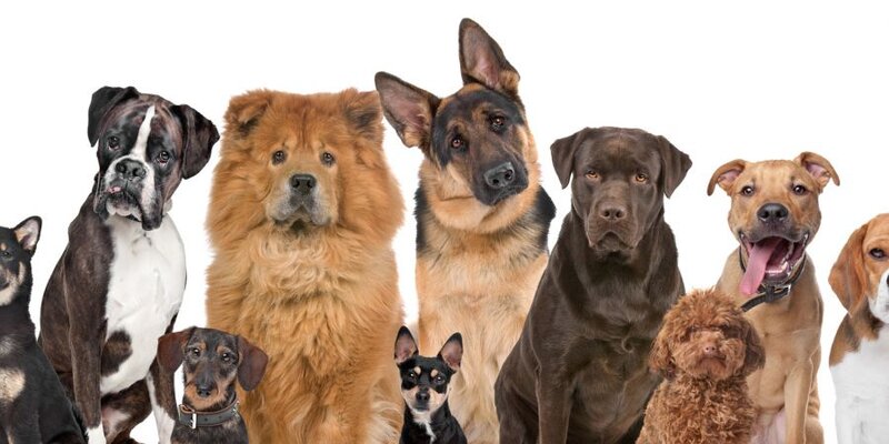 Bakıda küçə itinə yemək verən qadın DÖYÜLDÜ