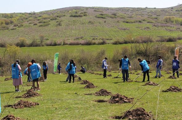 "Yaşıl Marafon" layihəsi üzrə ağacəkmə aksiyaları uğurla davam edir - FOTO
