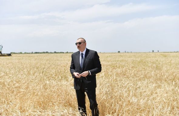 Prezident Ağcabədidə taxıl biçininə başlanması mərasimində iştirak edib - YENİLƏNİB+FOTO