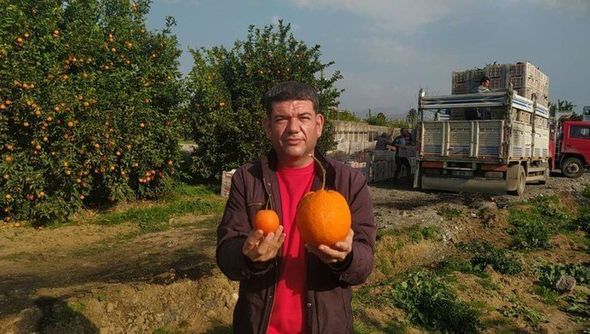 Türkiyəli fermer nəhəng portağal yetişdirdi - FOTO/VİDEO