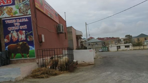 Bakıda daha bir iyrənc mənzərə: Qanunsuz ət kəsiminə niyə göz yumulur? - FOTO