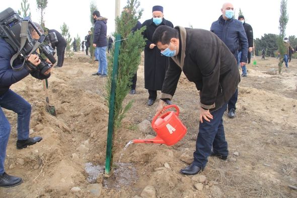 Gəncədə Vətən müharibəsi şəhidlərinin xatirəsinə 2783 ağac əkilib - FOTO