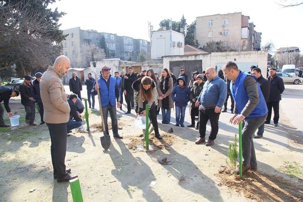 Könül Nurullayeva seçiciləri ilə birlikdə ağacəkmə aksiyası keçirib - FOTO