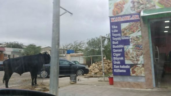 Bakıda daha bir iyrənc mənzərə: Qanunsuz ət kəsiminə niyə göz yumulur? - FOTO