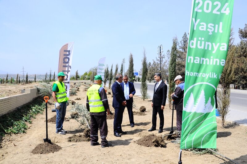 Naftalanda yaşıllaşdırma işləri davam etdirilir - FOTOLAR
