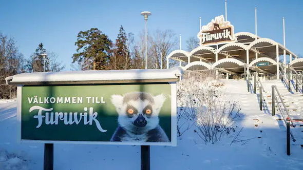 İsveçdə zooparkdan qaçan şimpanzeləri güllələdilər - FOTO