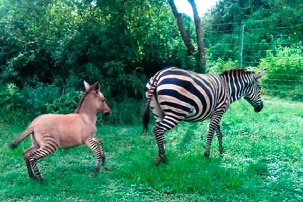  "Zonki": Fermadan qaçan zebra uzunqulaqdan balaladı – FOTO