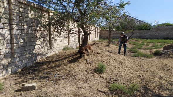 Bakıda beş qumbara və 59 patron aşkarlandı - FOTO