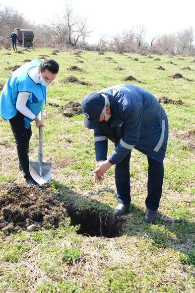 "Yaşıl Marafon" layihəsi üzrə ağacəkmə aksiyaları uğurla davam edir - FOTO