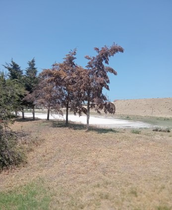 Abşeron rayonunda qurumuş ağaclar yol kənarlarından götürüləcək - FOTOLAR