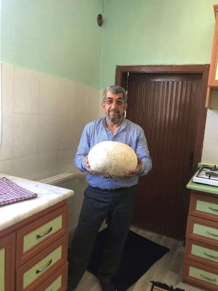 Çəmənlikdə 