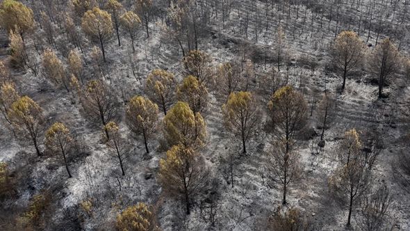 Yanğından sonra İzmir meşəsindən ürək dağlayan mənzərələr - FOTO