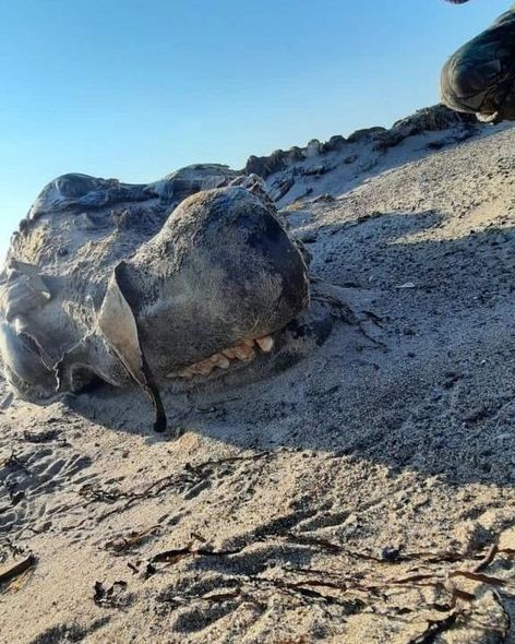 Dəniz sahilində tapılan əjdaha görünüşlü naməlum varlıq təəccübləndirdi - FOTO