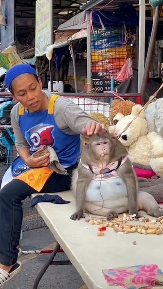 Artıqçəkili meymun "arıqlama mərkəzinə" göndərilib – FOTO