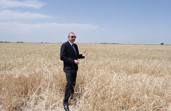 Prezident Ağcabədidə taxıl biçininə başlanması mərasimində iştirak edib - YENİLƏNİB+FOTO