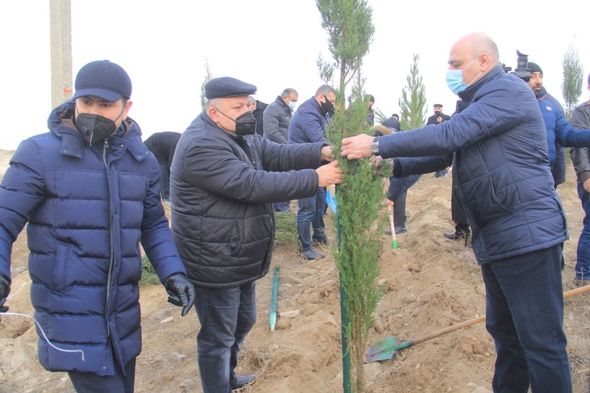 Gəncədə Vətən müharibəsi şəhidlərinin xatirəsinə 2783 ağac əkilib - FOTO