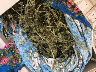 Gəncədə "Eliş" ləqəbli narkotacir saxlanıldı