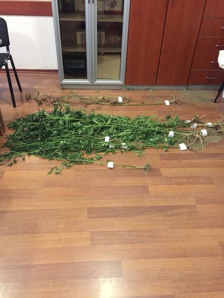 Samuxda narkotik yetişdirən şəxs saxlanıldı - FOTO