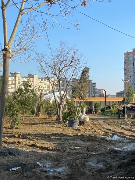 Bakıda salınan yeni parkın 70 faizi meşə zonası olacaq - FOTO