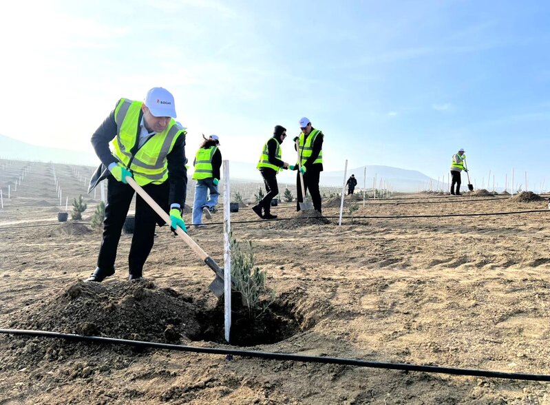SOCAR Midstream' ağacəkmə aksiyası keçirdi - FOTOLAR