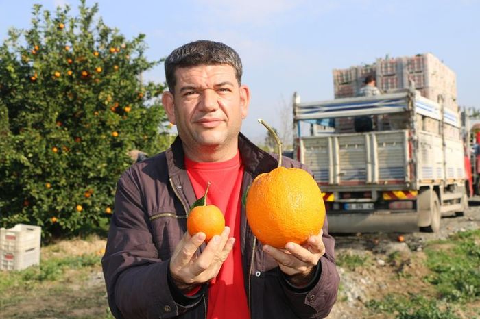 Türkiyəli fermer nəhəng portağal yetişdirdi - FOTO/VİDEO