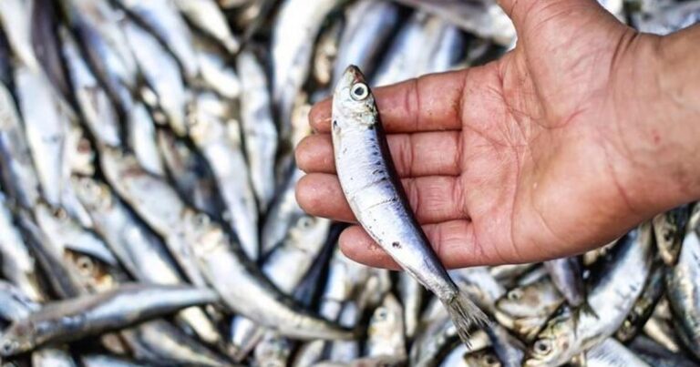 Bu balıq qan şəkərinin stabilləşdirilməsində ən faydalısıdır