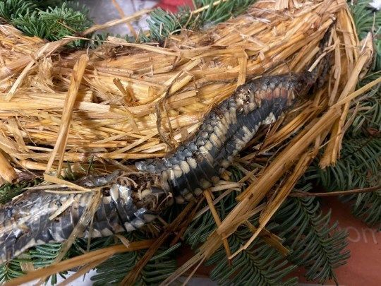 Yeni il bəzəyinin içindən ilan çıxdı - FOTO