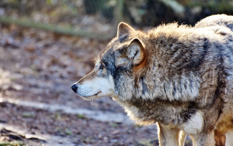 Muradxanlı kəndinə canavar hücumu: qoyunları parçaladılar
