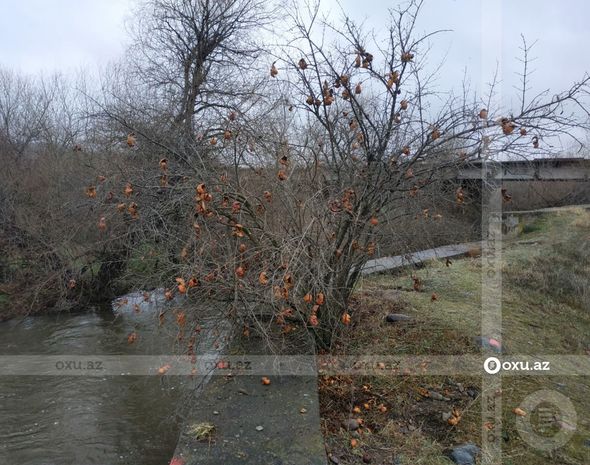 Ermənilər Bəsitçayda çinar ağaclarını məhv ediblər - FOTOREPORTAJ