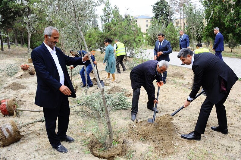 Naftalanda Anım Günü ilə əlaqədar ağacəkmə aksiyası keçirilib - FOTOLAR