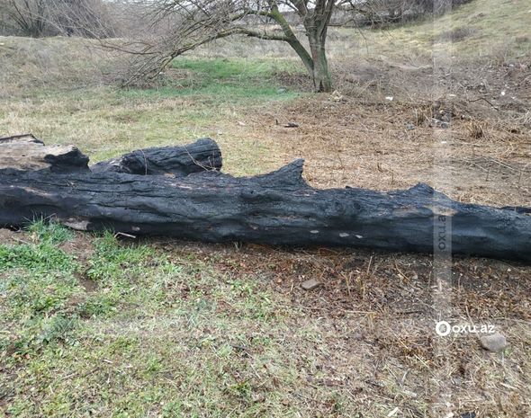 Ermənilər Bəsitçayda çinar ağaclarını məhv ediblər - FOTOREPORTAJ