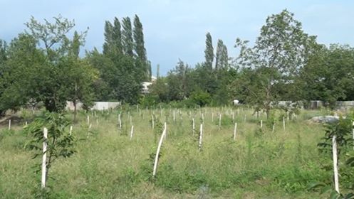 "Sosial Bağlar" layihəsi çərçivəsində bu il daha 250 aztəminatlı ailəyə bağ təsərrüfatları salınacaq