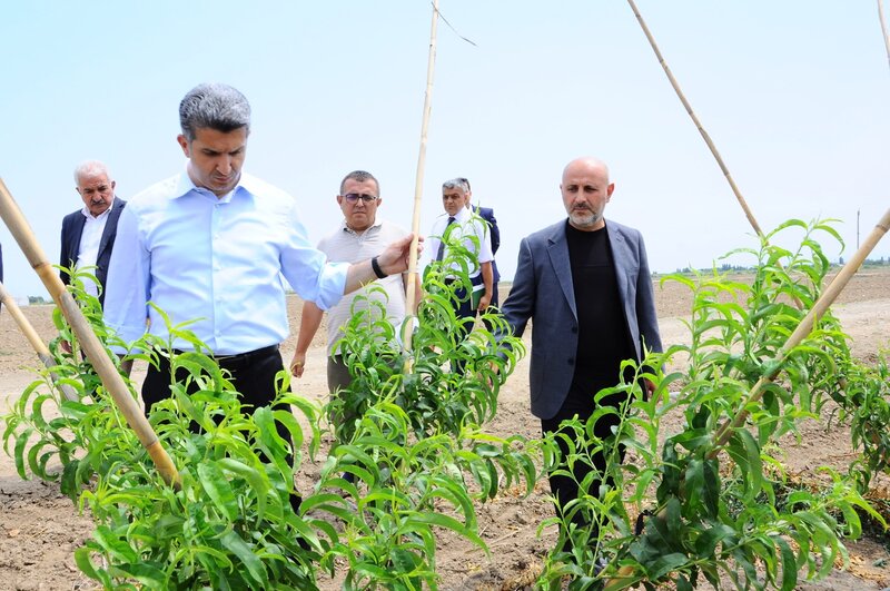 İcra başçısı yeni salınmış intensiv meyvə bağı ilə tanış oldu - FOTOLAR