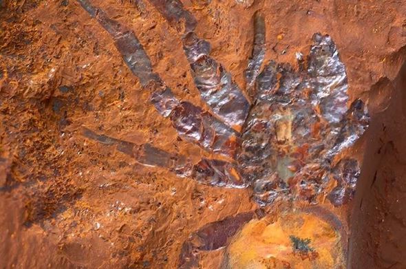 Avstraliyada 11-16 milyon il əvvəl yaşamış nəhəng hörümçəyin izini tapdılar - FOTO