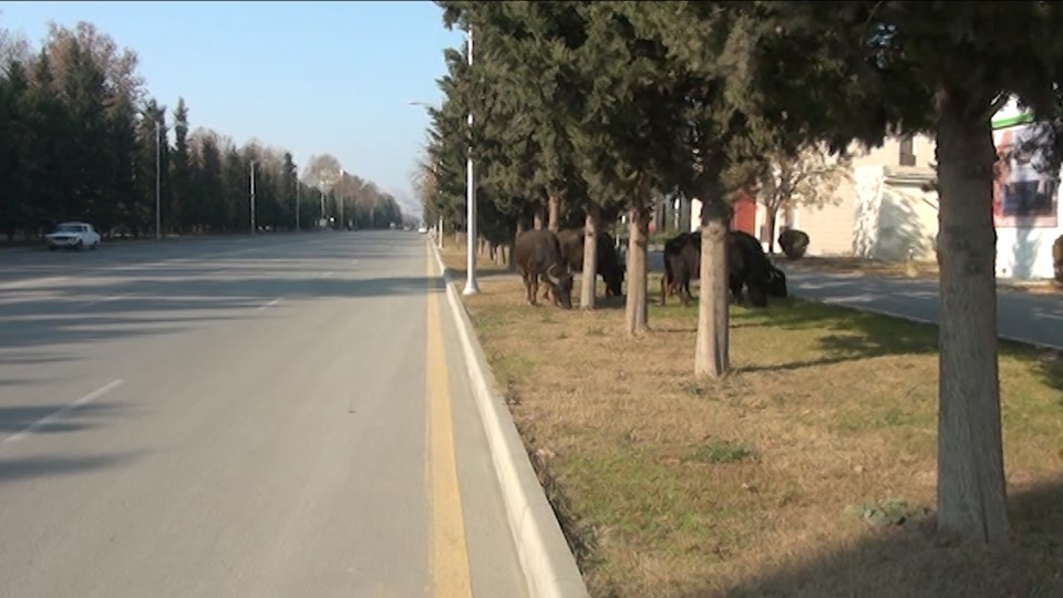 Mingəçevirdə park camışların otlağına çevrildi - VİDEO